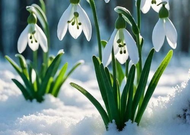Bunga Snowdrop, mekar diawal musim semi, tak hanya indah juga miliki khasiat tersendiri. (pinterest)