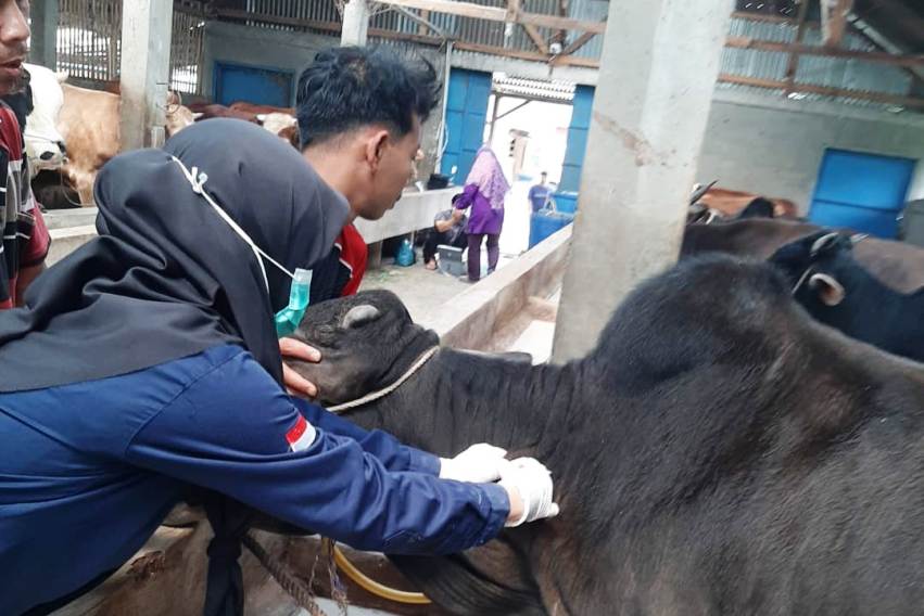 PENCEGAHAN: Petugas Distan Agam saat melakukan vaksinasi ternak sapi masyarakat di kabupaten itu, baru-baru ini.(DISTAN AGAM FOR PADEK)