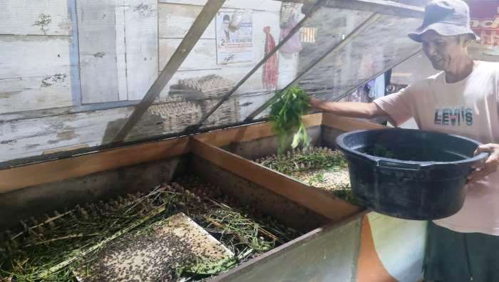 Uyun di lokasi budidaya jangkrik untuk pakan burung kicau, ikan dan reptil, Kamis (6/2/2025). (Randi Z/Padek)