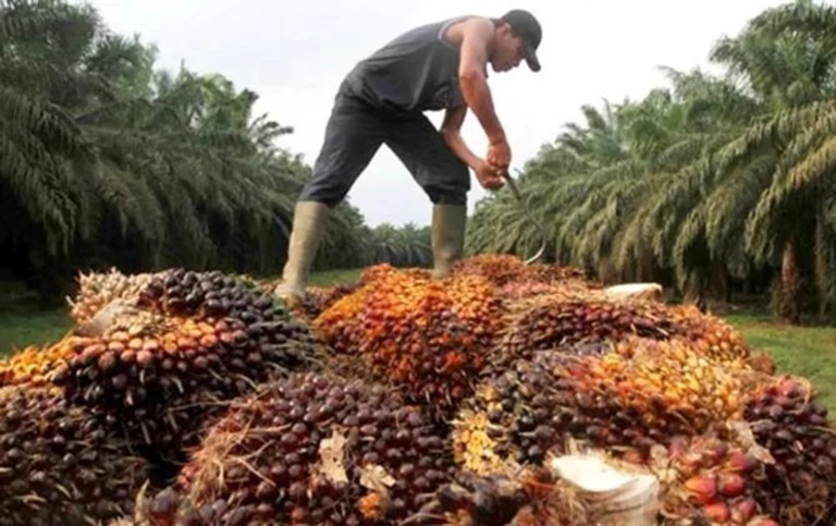 Petani sawit tengah memanen. (Jawapos)