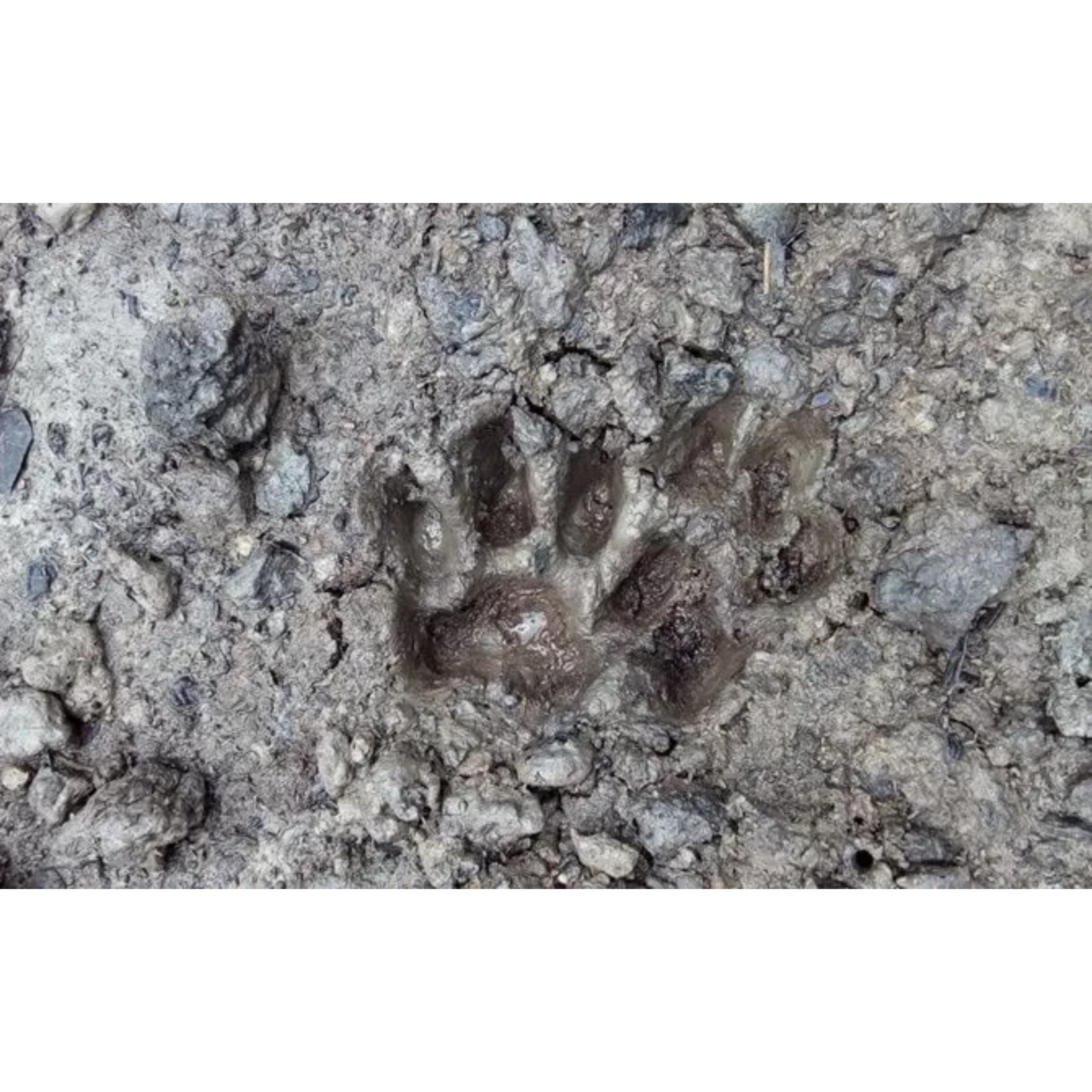 Jejak harimau. (Jawapos)