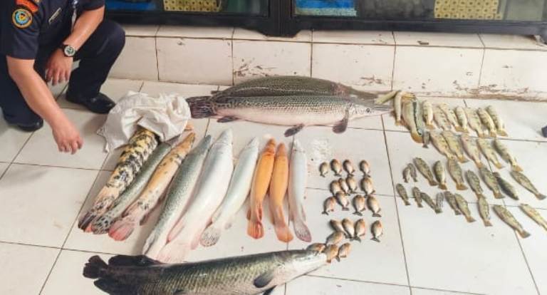 KKP menyita 63 ekor ikan predator dari toko ikan hias di Jakarta. (Foto: KKP)