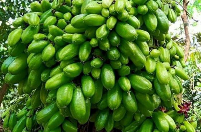 Belimbing Wuluh, dengan nama latin Averrhoa bilimbi.