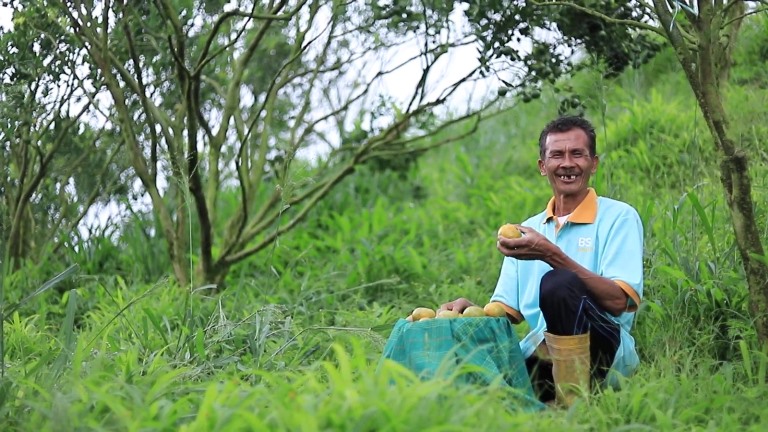 Petani jeruk di Nagari Koto Tinggi, salah satu daerah penghasil jeruk terbaik di Sumatera Barat; Jeruk Sarugo (Jeruk Siam) di Kecamatan Gunung Omeh, Limapuluh Kota.