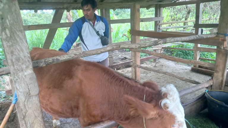 PASTIKAN SEHAT: Petugas kesehatan hewan sedang melakukan pemeriksaan di kandang sapi milik peternak di Kecamatan Luak, Kabupaten Limapuluh Kota.(FIDEL/PADEK)