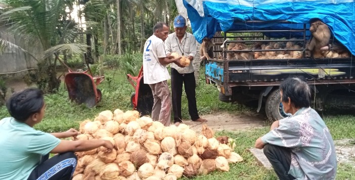 Johan (pakai topi), saat menghitung kelapa yang dibelinya dari petani di Nagari Toboh Gadang, Kecamatan Sintuak Toboh Gadang, Jumat (7/3/2025).