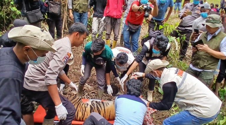 RAJA HUTAN: Tim BKSDA Sumbar bersama Pagari Baringin dan Polsek Matur beserta warga saat mengevakuasi Simaung untuk direhabilitasi ke TMSBK Bukittinggi, Rabu (12/3).(ADE PUTRA FOR PADEK)
