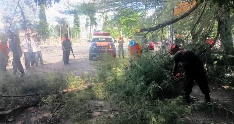 Angin kencang di Kota Padang menyebabkan pohon tumbang di berbagai titik, merusak fasilitas umum dan rumah warga, Jumat (21/3/2025). BPBD telah kerahkan 30 personil untuk penanganan darurat.