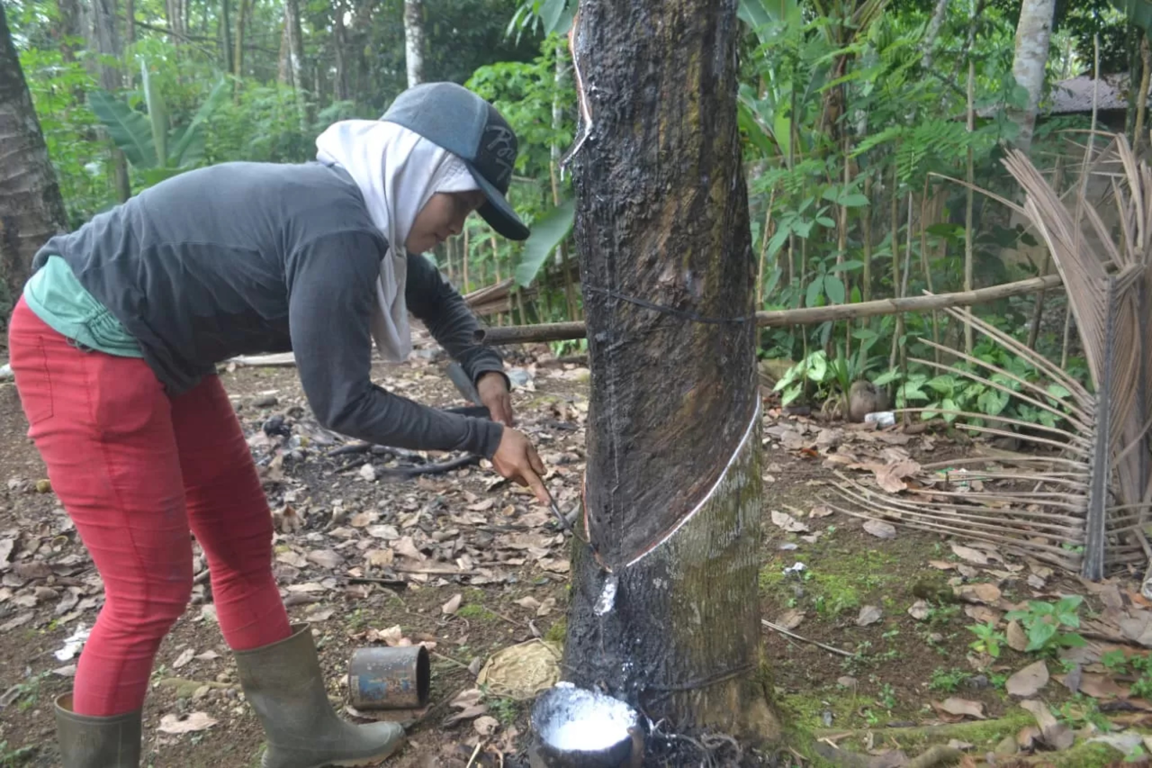 Seorang petani sedang memanen getah karet.(Jawapos)