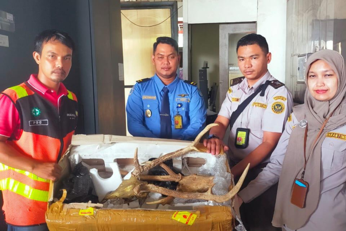 Karantina Sumbar tahan tengkorak rusa di BIM. Ini bentuk tindakan tegas cegah perdagangan satwa langka. (Karantina Indonesia)