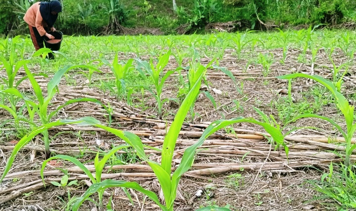 Terlihat petani sedang memupuk jagung di ladangnya. (Foto: Arditono/Padeks)