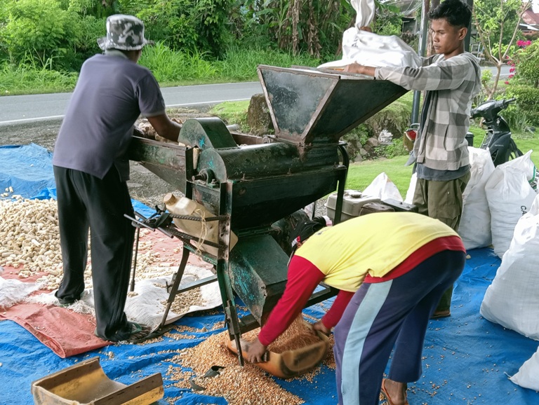 TERSENYUM: Proses perontokan biji jagung siap dijual ke pedagang di Sangir, Solok Selatan, beberapa waktu lalu.(ARDI/PADEK)