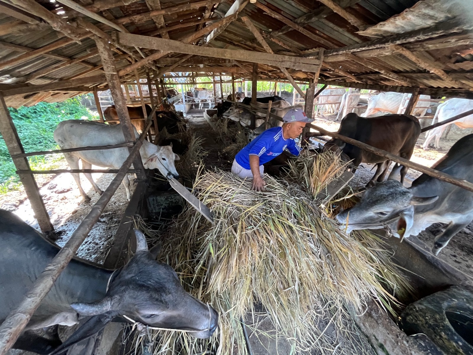 JAGA STOK: Seorang peternak sapi di Kelurahan Nan Kodok, Kecamatan Payakumbuh Utara, sedang memberi makan ternak sapinya. Sapi-sapinya itu dipersiapak untuk menghadapi Idul Adha.(SY RIDWAN/PADEK)