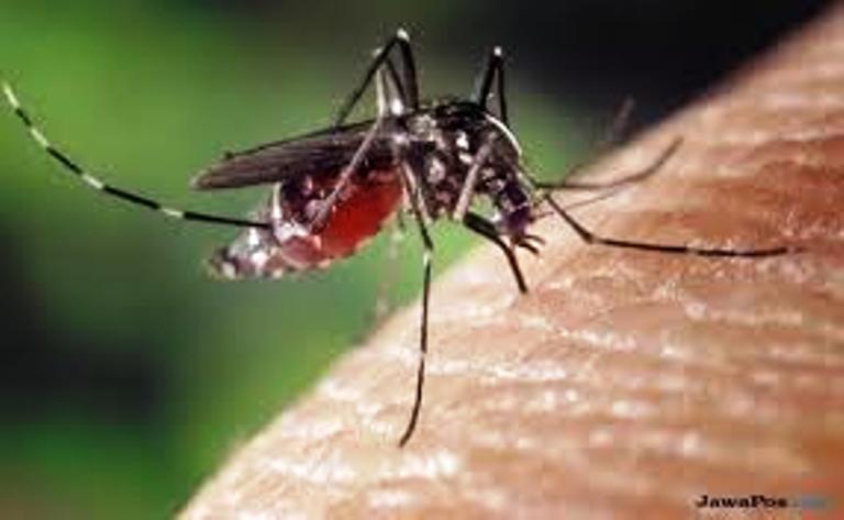 Ilustrasi penyebaran Demam Berdarah Dengue (DBD).(Jawapos)