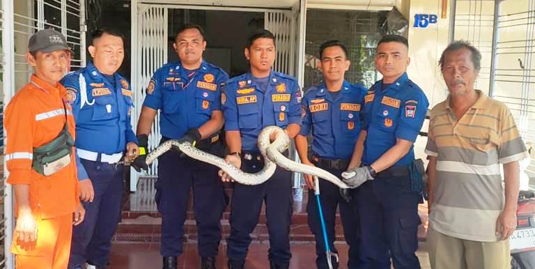 Tim Damkar Kota Padang berhasil melakukan penyelamatan ular yang masuk ke dapur kantor DPD Nasdem, Selasa (29/4/2025) pagi. (Dinas Damkar Kota Padang)