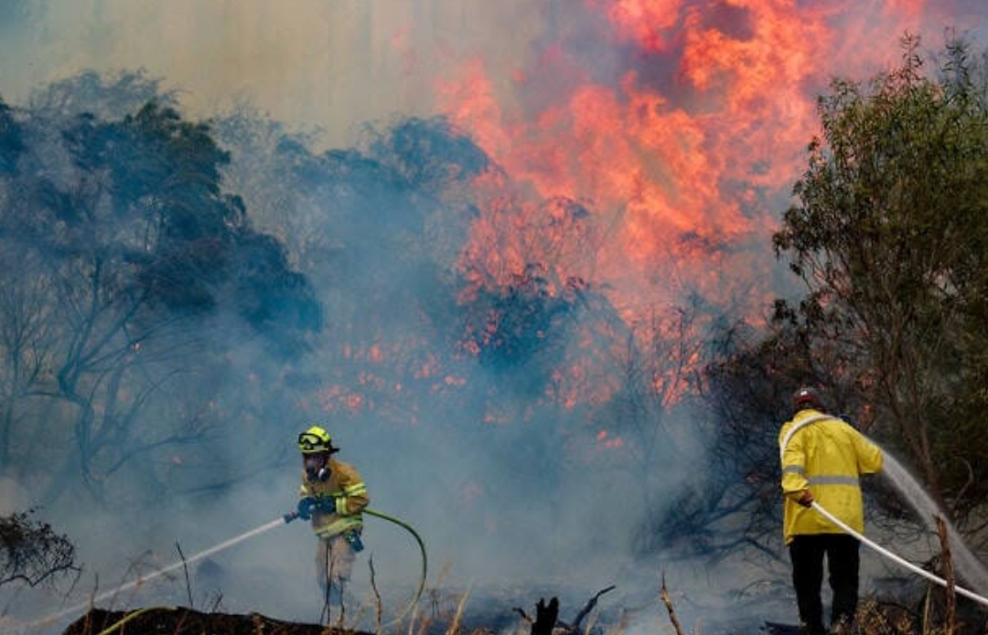 Kebakaran hutan melanda wilayah dekat Yerusalem memicu evakuasi besar-besaran dan penutupan sejumlah area penting pada Rabu (30/4) waktu setempat.(Foto: Times of Israel)