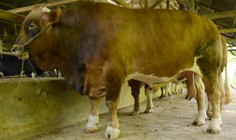 Sapi jantan jenis Limousin Cross dengan ciri warna coklat corak hitam berbobot 1.080 kg ini diperkirakan mempunyai harga mencapai Rp100 juta pada tahun 2023 lalu.