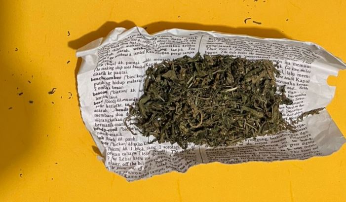 Daun ganja kering atau Cannabis sativa.