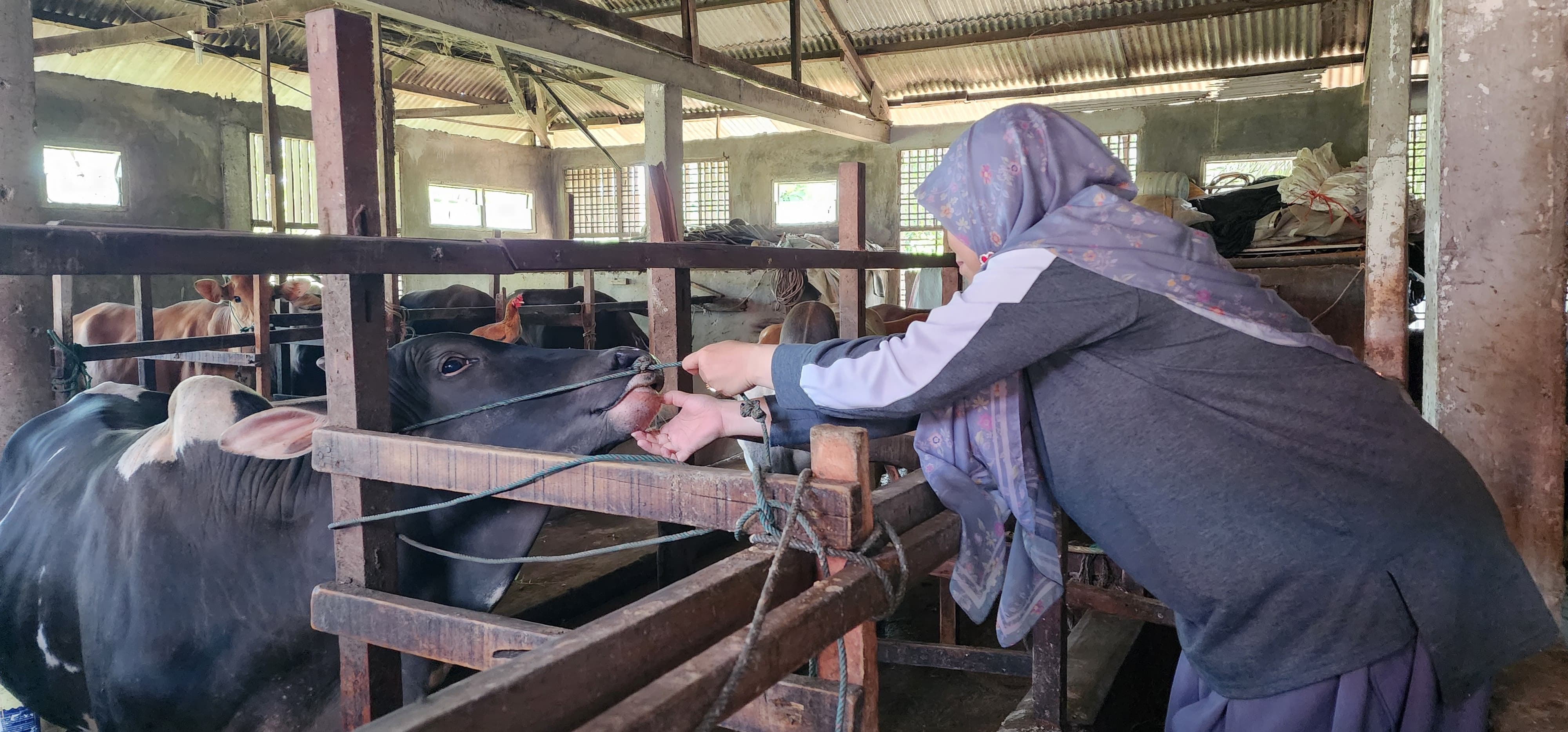Petugas Dinas Pertanian Kota Padang memeriksa kondisi sapi kurban, beberapa waktu lalu.