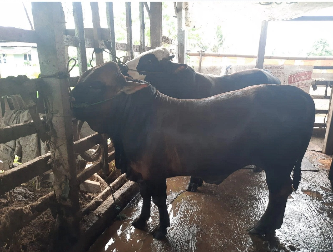 Sapi-sapi yang berada di kandang Rumah Hewan Saiyo Sakato yang berlokasi di Pasar Ambacang, Kecamatan Kuranji, kemarin.