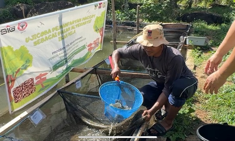 Semen Padang uji coba maggot BSF untuk pakan ikan nila. Hasilnya, berat ikan naik 23&ndash;27% dalam dua minggu. Solusi pakan hemat dan efektif.