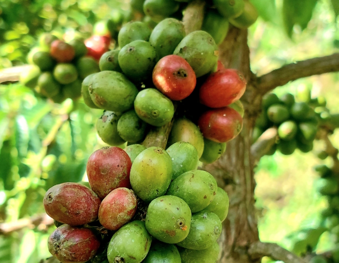 Kopi tumbuh subur di lahan bekas tambang. (Foto: Corcom)