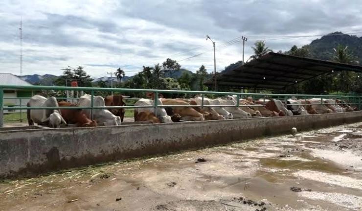 Rumah Potong Hewan (RPH) Aie Pacah siap untuk membantu penyembelihan hewan kurban di tahun 2025 ini.