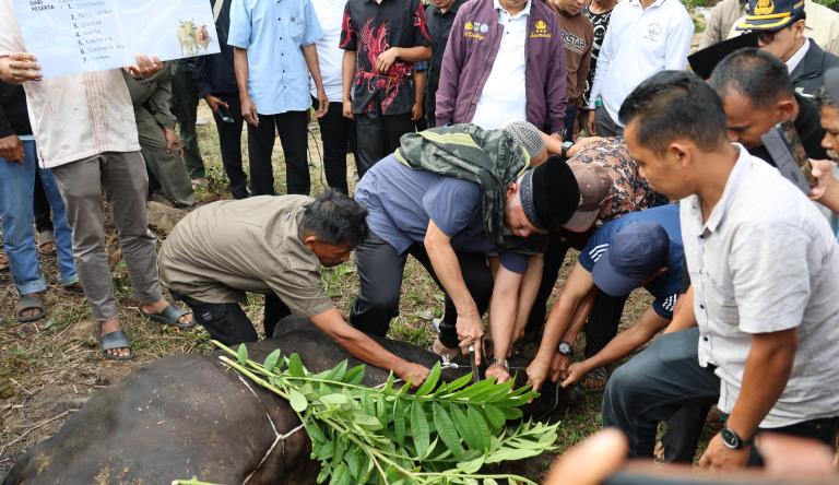 Gubernur Mahyeldi sembelih hewan kurban bersama warga Solok, masyarakat di Masjid Nurul Iman, Jorong Sungai Dareh, Nagari Tanjung Balik Sumiso, Kabupaten Solok, Sabtu (7/6/2025).