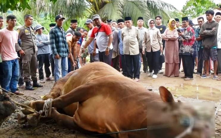 Sapi milik Presiden Prabowo untuk Kota Padang akhirnya takluk di tangan juru sembelih halal (Juleha), Fajri Illahi.