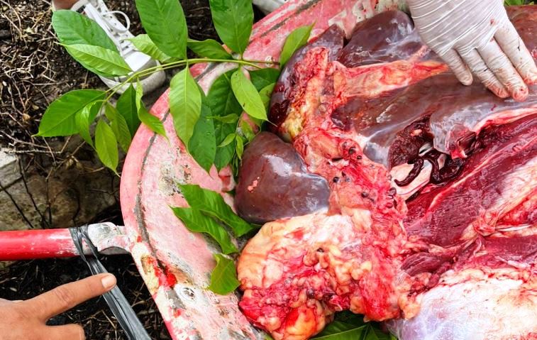 Hati sapi bercacing dibuang pada saat penyembelihan hewan kurban beberapa waktu lalu.