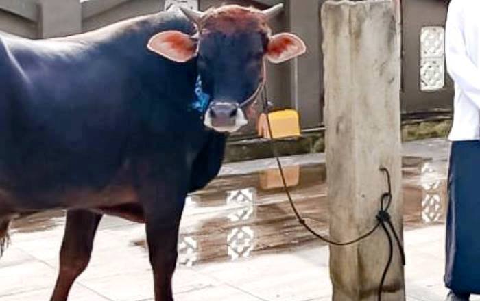 ilustrasi hewan kurban jenis sapi/lembu.