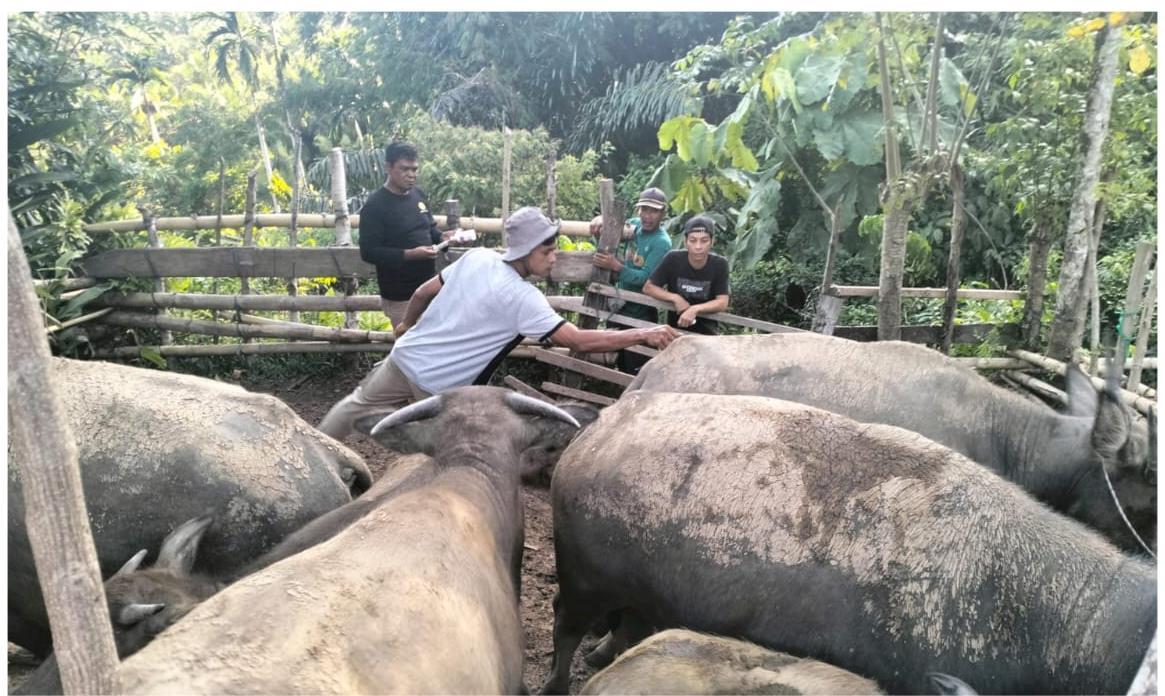 ANTISIPASI: Petugas Kesehatan Hewan (Keswan) dari Inderapura saat melakukan vaksinasi pada ternak kerbau milik warga di Kecamatan Ranah Ampek Hulu Tapan (Rahul Tapan).(DOK. DINAS PERTANIAN PESSEL)