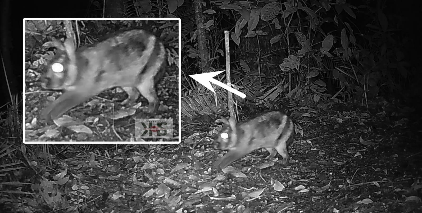 Tim Riset Keanekaragaman Hayati Sumatera dari Fakultas Biologi UNP berhasil merekam keberadaan kelinci belang yang langka dan endemik di kawasan Gunung Tandikat.