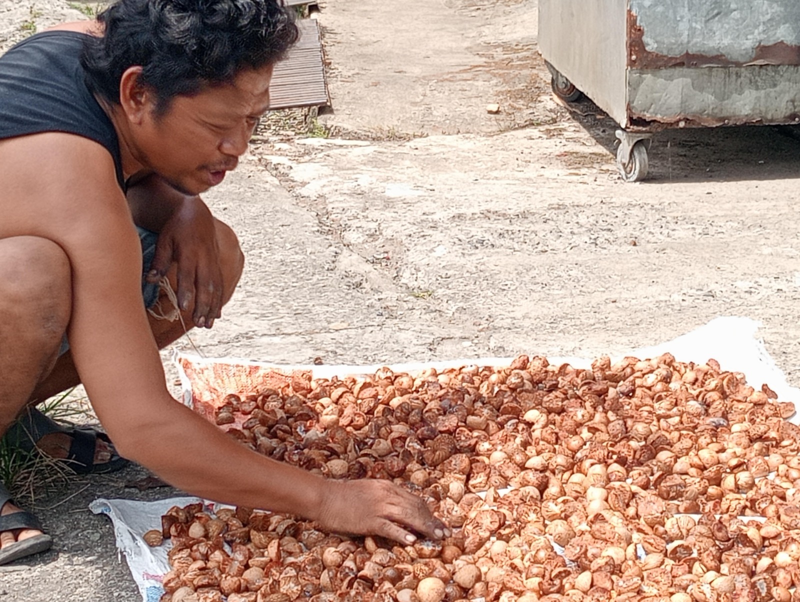 Petani pinang, Ajo Buah sedang menjemur pinang di halaman rumahnya, kemarin.