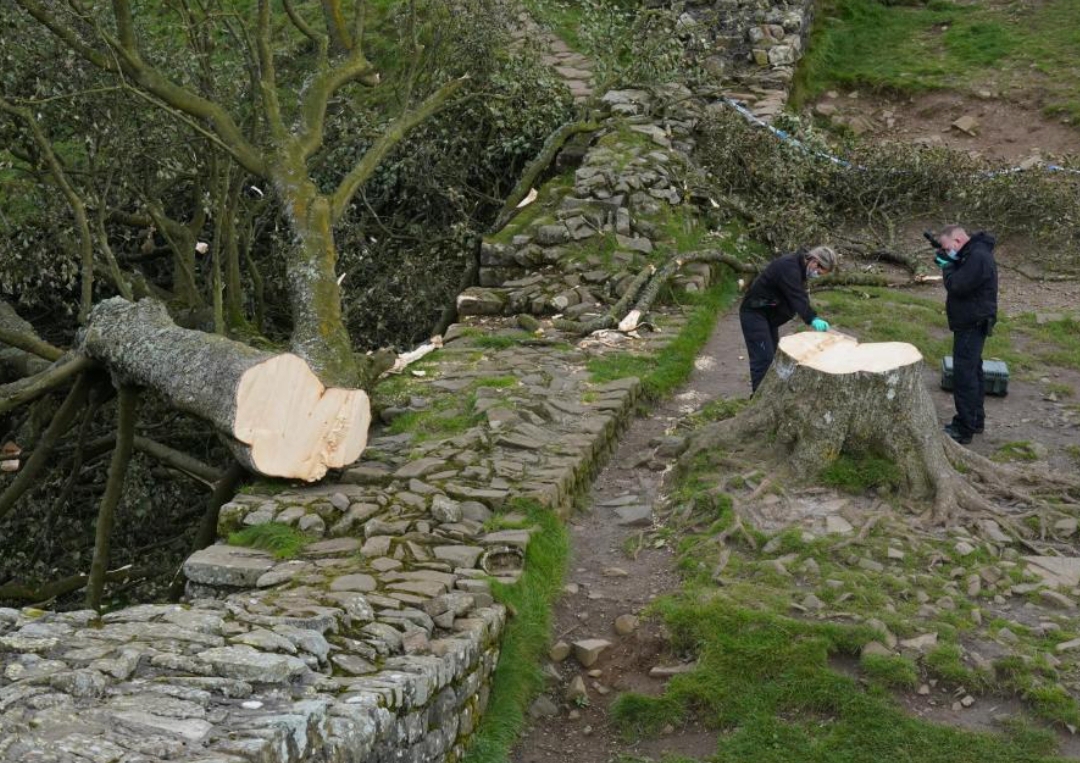 Pohon Sycamore Gap yang ditebang pada akhir September 2023: (Foto: Dok. PA MEDIA)