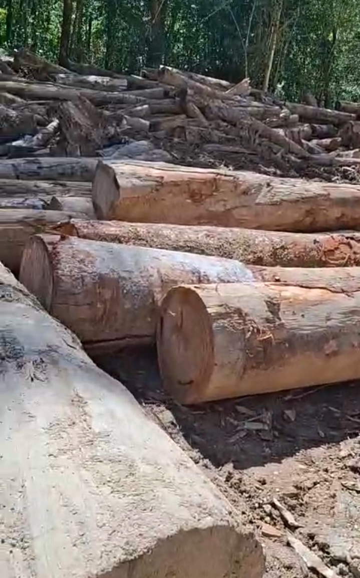 JADI PERHATIAN: Tumpukan balok kayu terlihat di sepanjang jalan tembus Bayang&ndash;Alahan Panjang, Kabupaten Solok. (DOKUMEN NOVERMAL UNTUK PADEK)