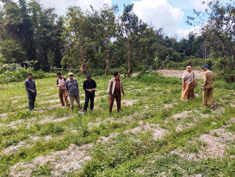 KEKERINGAN: Sawah Pokok Murah (SPM) yang diolah dengan metode Mulsa Tanpa Olah Tanah (MTOT) gagal tumbuh di Padanglaweh, Sungaipua, Agam.(ANIZUR FOR PADEK)