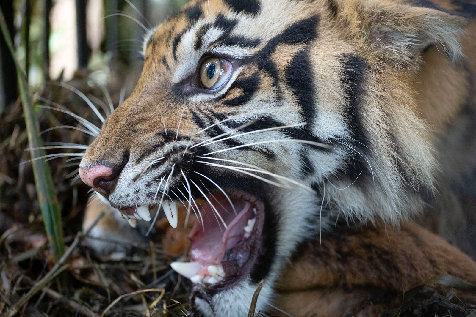 Harimau (Inyiak)