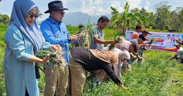 APRESIASI: Bupati Tanahdatar Eka Putra mengikuti kegiatan panen bawang bersama Kelompok Tani BMC Jaya di Nagari Cubadak, Kecamatan Lima Kaum, Senin (4/8).(RIAN AFDOL/PADEK)