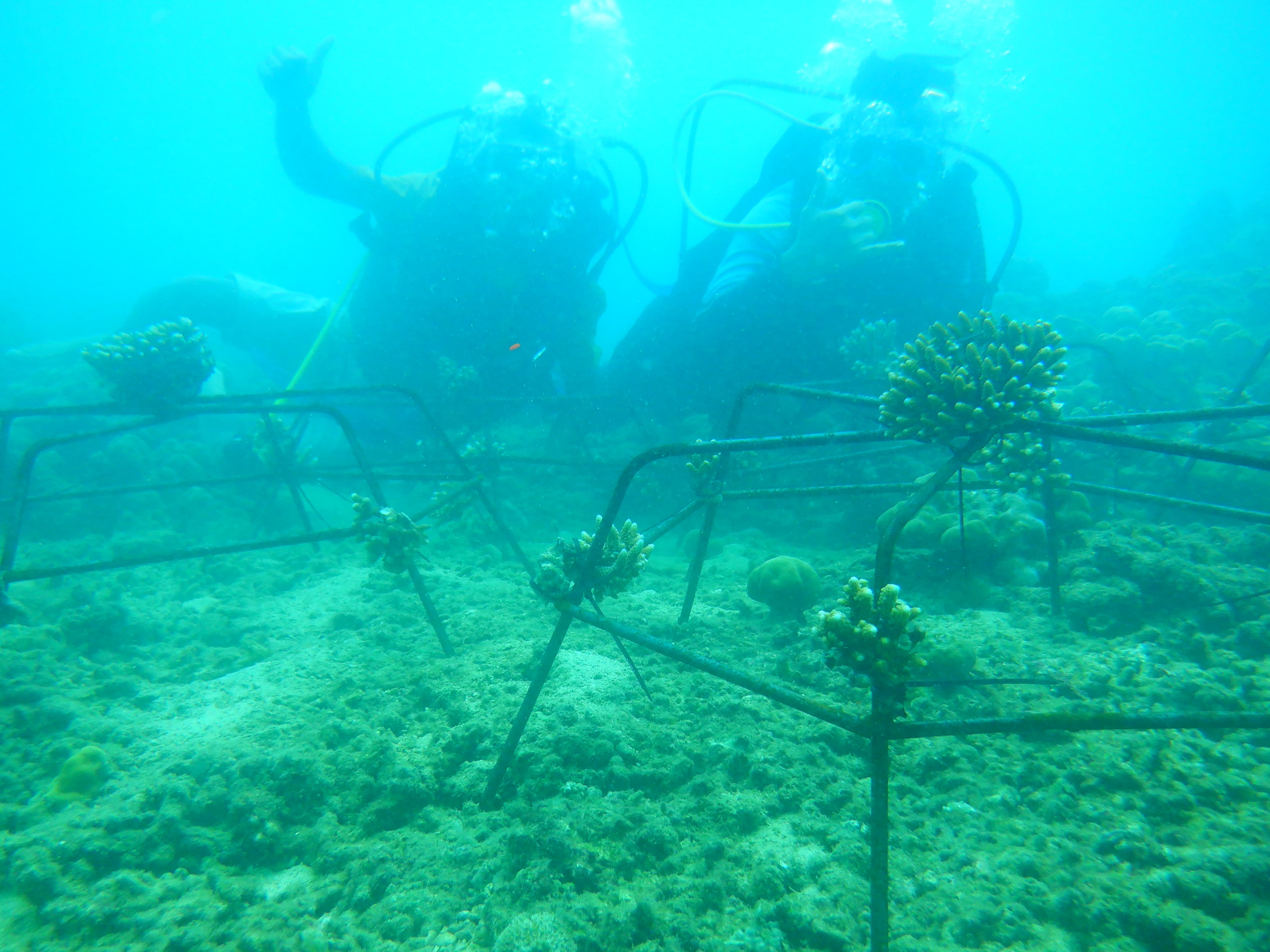 Pertamina Patra Niaga tanam terumbu karang di Sungai Pisang, Padang. Dukung ekosistem laut dan ekonomi nelayan melalui metode artificial reef.