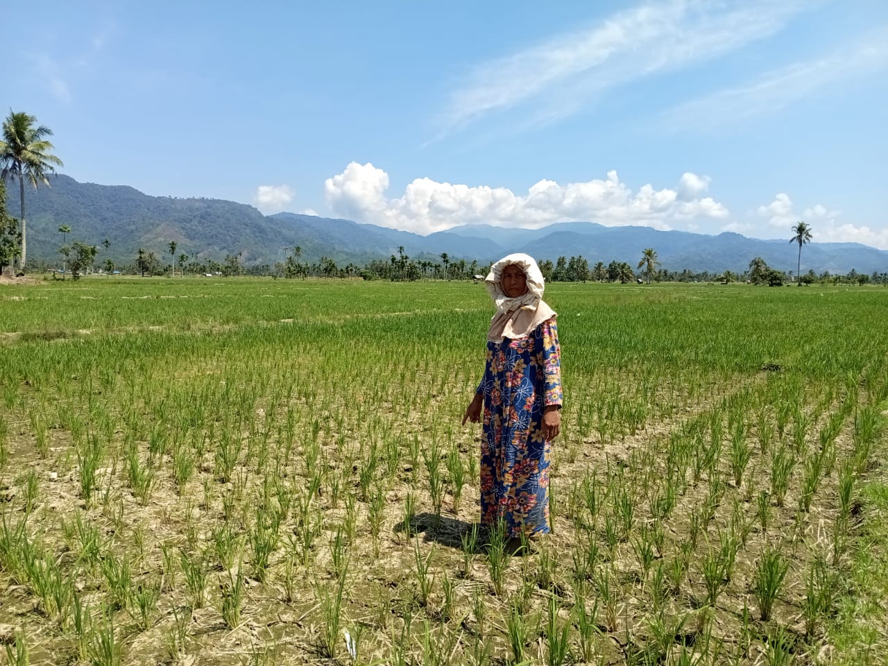 Ratusan hektare sawah di Pasaman terancam gagal panen akibat irigasi terganggu dan bendungan rusak. Petani desak pemerintah segera normalisasi sungai dan perbaiki pintu air.