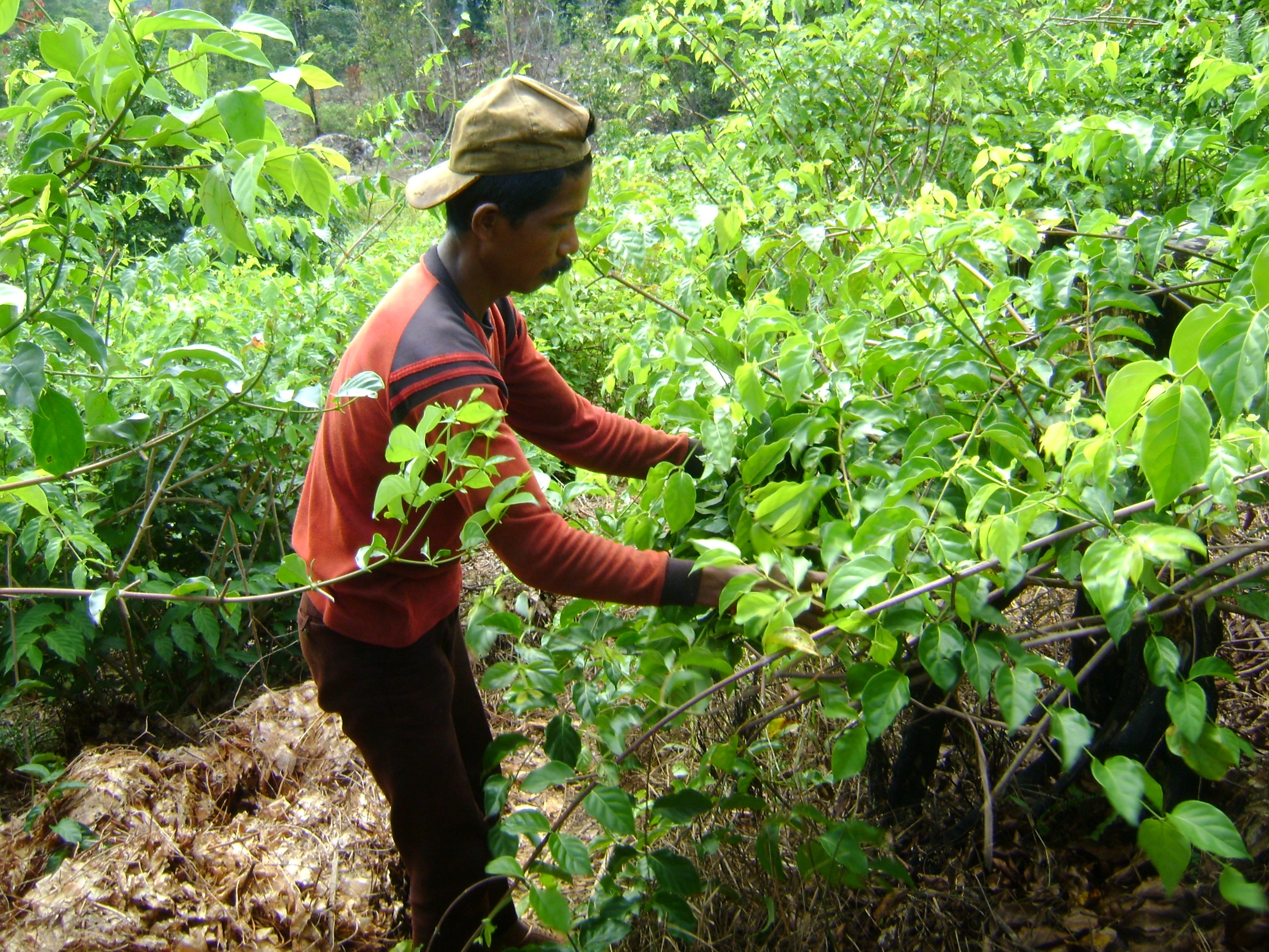 Petani gambir saat melakukan panen di salah satu lahan perkebunan milik masyarakat di Pessel, beberapa waktu lalu.