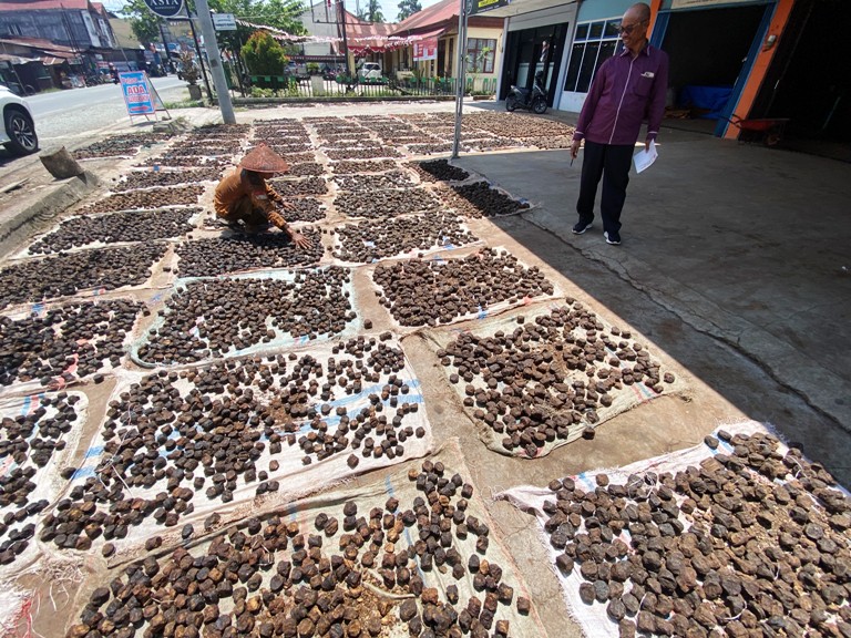 KELUHAN PETANI: Seorang pekerja tengah menjemur gambir di halaman gudang di Kecamatan Harau, Kabupaten Limapuluh Kota, Rabu (20/8).