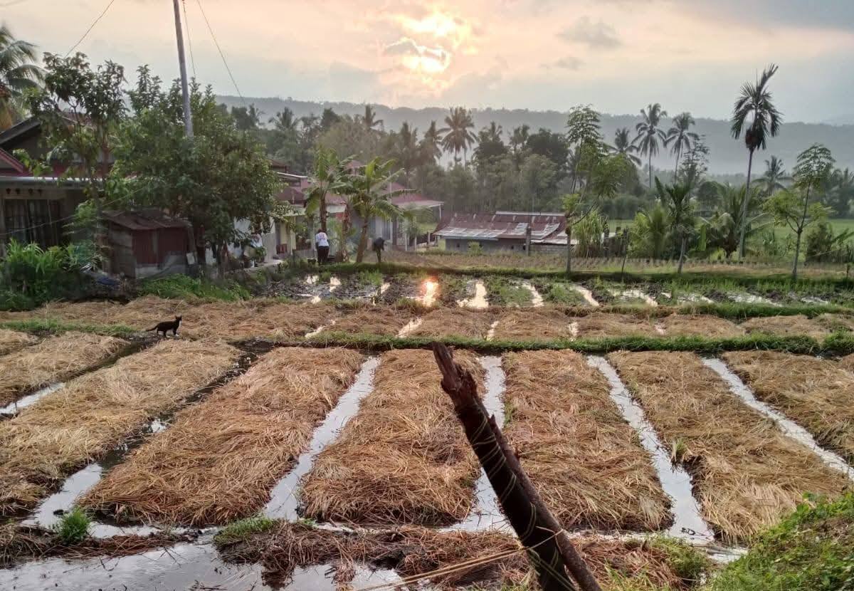 Areal persawahan produktif.