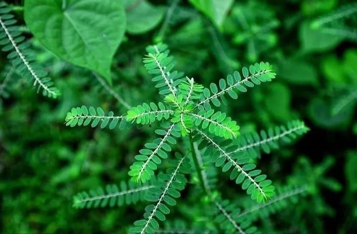 Meniran hijau atau Phyllanthus niruri dikenal sebagai tanaman liar dengan khasiat herbal. Daunnya bermanfaat untuk tekanan darah tinggi, batu ginjal, hingga kesehatan hati.