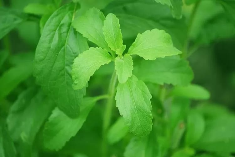 Daun Stevia