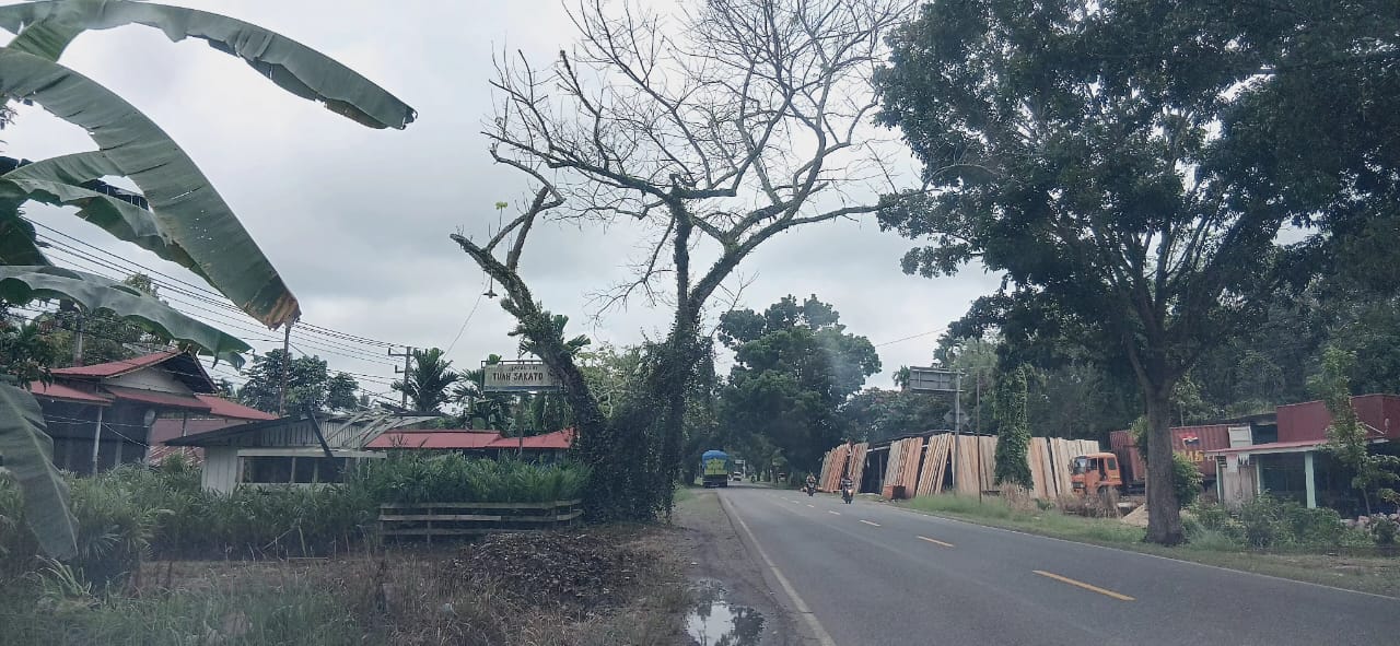 MEMBAHAYAKAN: Sejumlah pohon pelindung di sepanjang Jalinsum Dharmasraya tampak mengering dan rusak. DLH menduga pohon-pohon tersebut sengaja dirusak oleh oknum masyarakat.