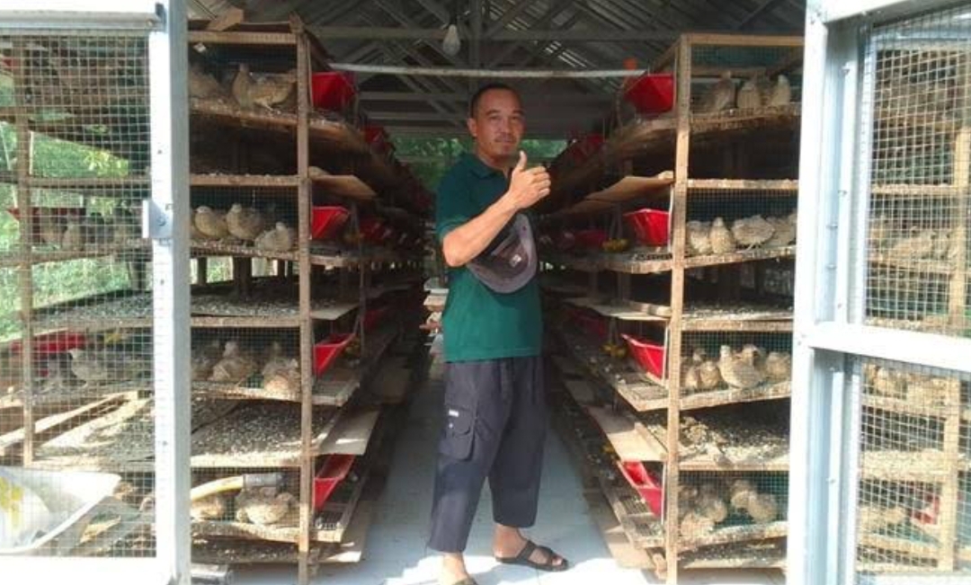 Peternak puyuh Desa Darmo, Agustian Kholik, saat memeriksa kandang burung puyuh di lahan bekas tambang PTBA.(Foto: Corcom PTBA)