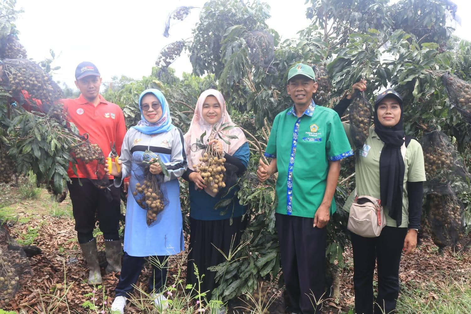 DUKUNGAN: Wakil Bupati Dharmasraya, Leli didampingi Kepala Dinas Pertanian Darisman, meninjau langsung kebun nanas milik warga di Nagari Kurnia Selatan, Sabtu (13/9).