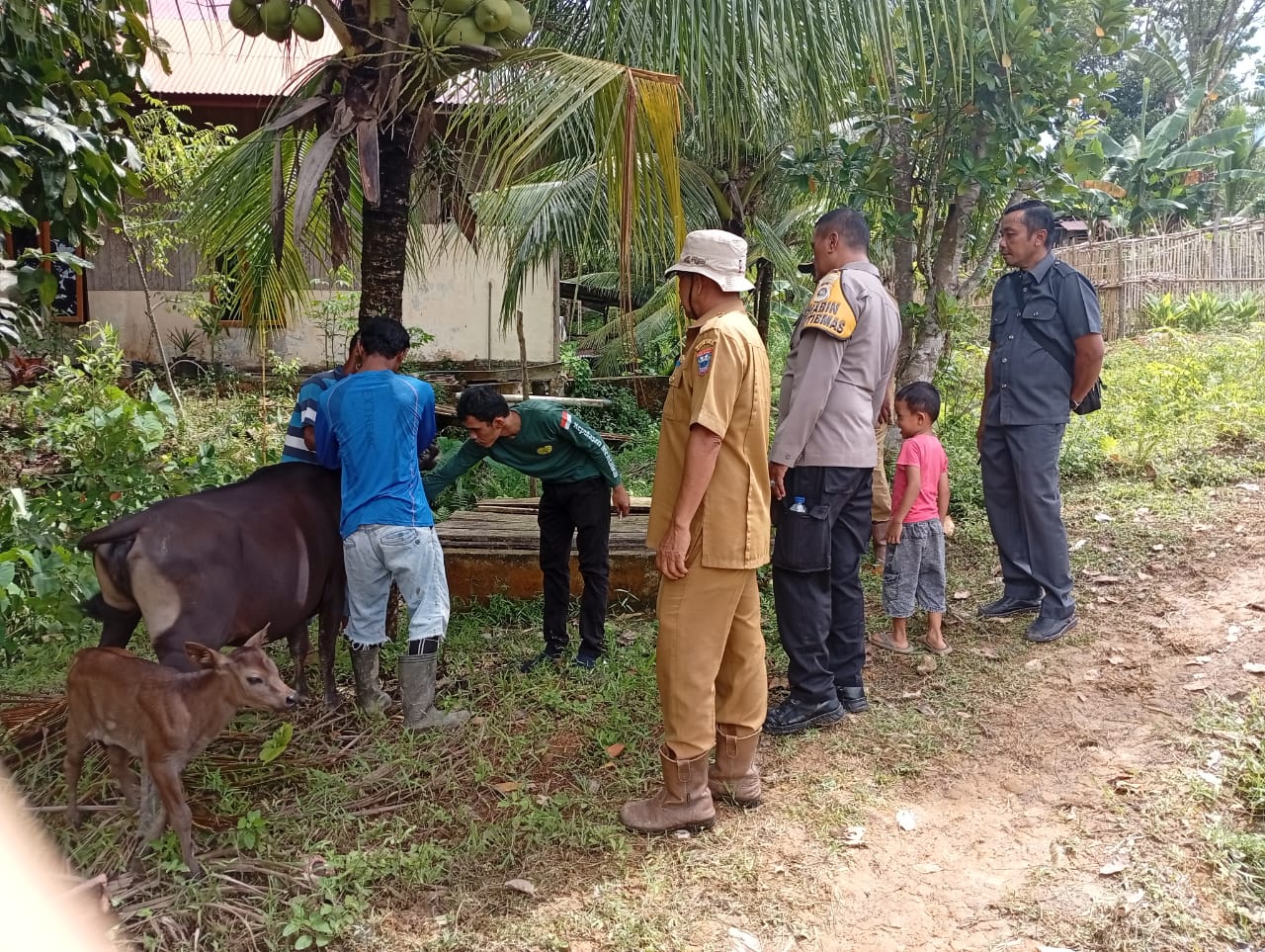 Kementan turunkan tim BVet Bukittinggi lakukan vaksinasi dan penanganan darurat, menyusul adanya kasus 21 sapi mati di Mentawai diduga terserang Virus Jembrana.